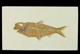 Detailed Fossil Fish (Knightia) - Wyoming #137961-1